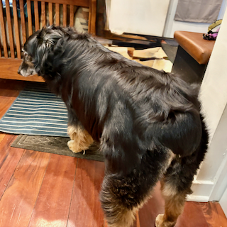 A dog with a big rear-end